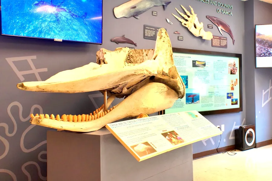 National Park Visitor Centre Whale CREDIT AmericanSamoaPocketGuide.com