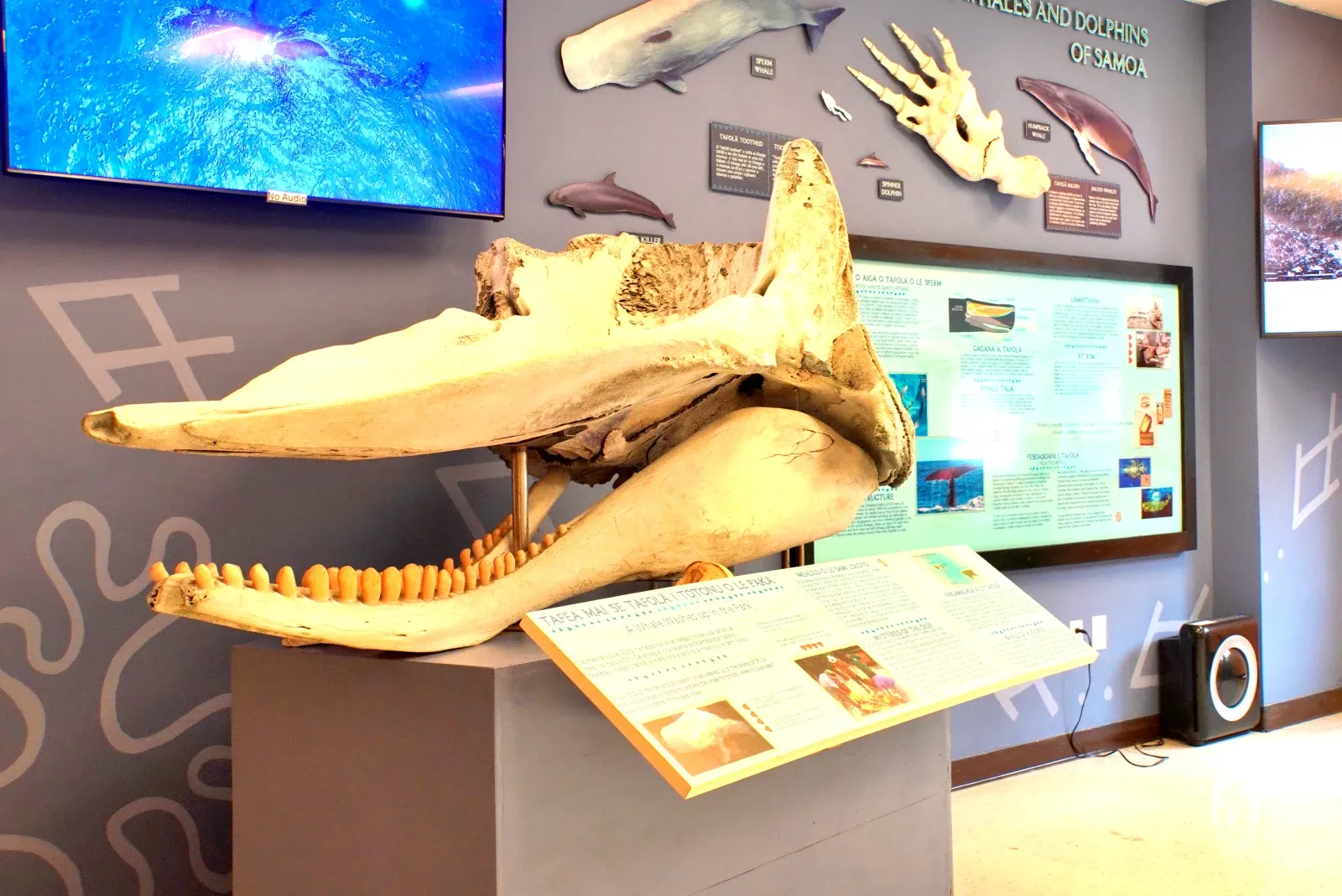 National Park Visitor Centre Whale CREDIT AmericanSamoaPocketGuide.com