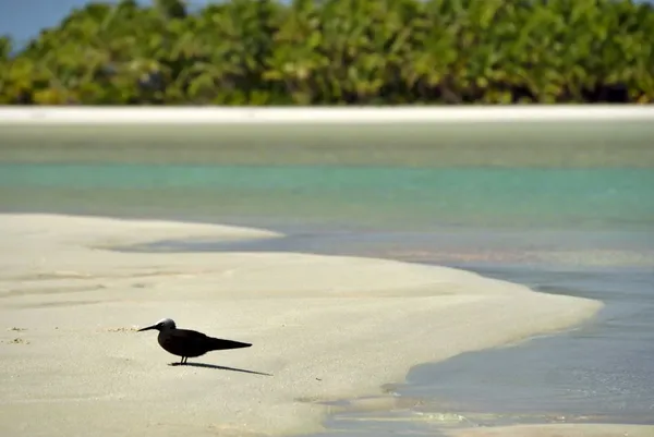 Noddy Bird Wildlife CREDIT cookislandspocketguide.com