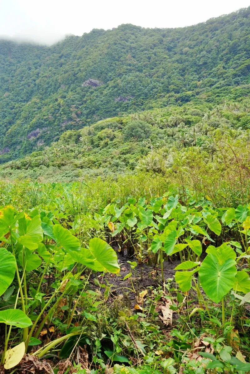 Olosega Taufusi Wetland Taro CREDIT AmericanSamoaPocketGuide.com