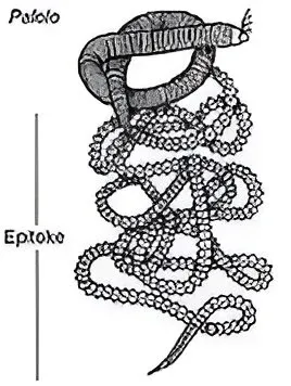 Palolo Worm Sketch American Samoa