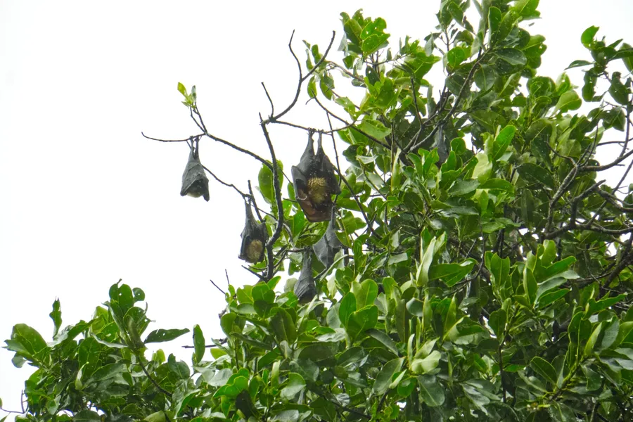 Pe'a Tree Flying Foxes Tutuila CREDIT AmericanSamoaPocketGuide.com