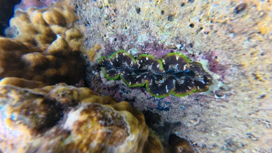 Penamun Clam Snorkelling Tour (3) U CREDIT VanuatuPocketGuide.com