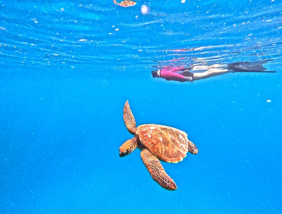 Rarotonga Turtle Tours (2) CREDIT CookIslandsPocketGuide.com