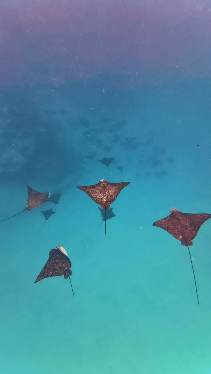 Rarotonga Turtle Tours Eagle Rays Wildlife (1) U CREDIT CookIslandsPocketGuide.com