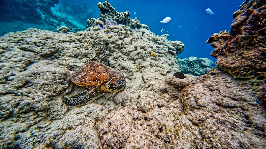 Rarotonga Turtle Tours Wildlife (1) CREDIT CookIslandsPocketGuide.com