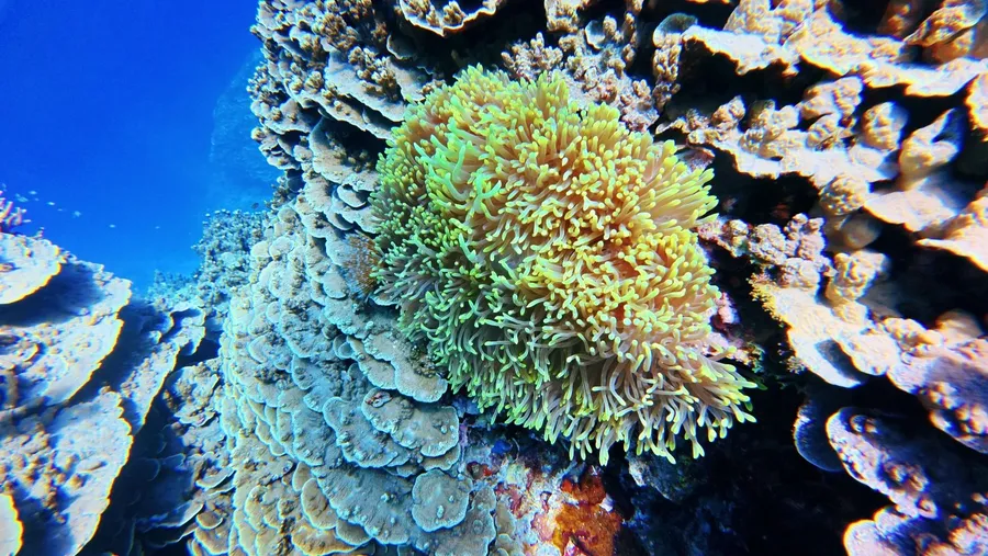 Raycrew Dive Scuba No. 9 Coral (1) U CREDIT MarshallIslandsPocketGuide.com