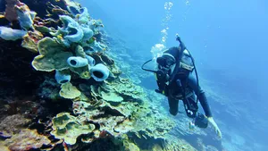 Raycrew Dive Scuba No. 9 Coral (3) U CREDIT MarshallIslandsPocketGuide.com