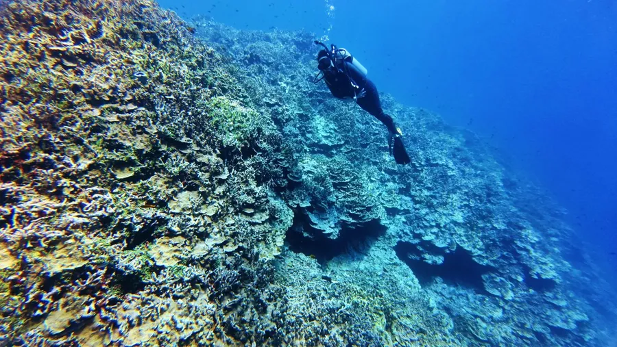 Raycrew Dive Scuba No. 9 Coral (5) U CREDIT MarshallIslandsPocketGuide.com