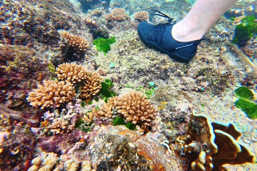 Reef Walk Coral Olosega Manu'a CREDIT AmericanSamoaPocketGuide.com