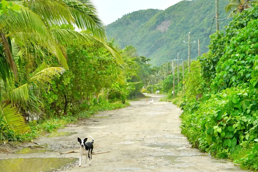 Road Driving Dog Hazard SEB CREDIT WallisandFutunaPocketGuide.com