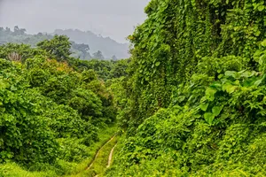 Road Malekula Lamap Driving Landscape CREDIT VanuatuPocketGuide.com