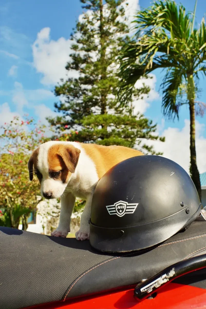 Rocketeer Scooter Rentals Puppy (2) CREDIT AmericanSamoaPocketGuide.com