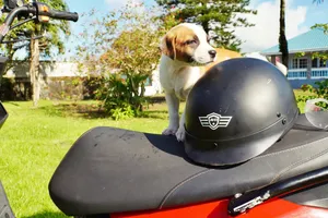 Rocketeer Scooter Rentals Puppy CREDIT AmericanSamoaPocketGuide.com