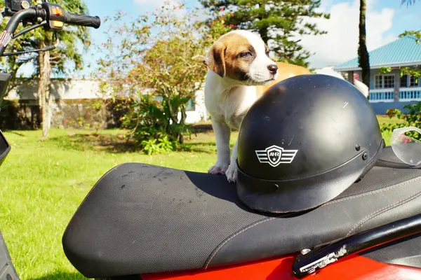 Rocketeer Scooter Rentals Puppy CREDIT AmericanSamoaPocketGuide.com