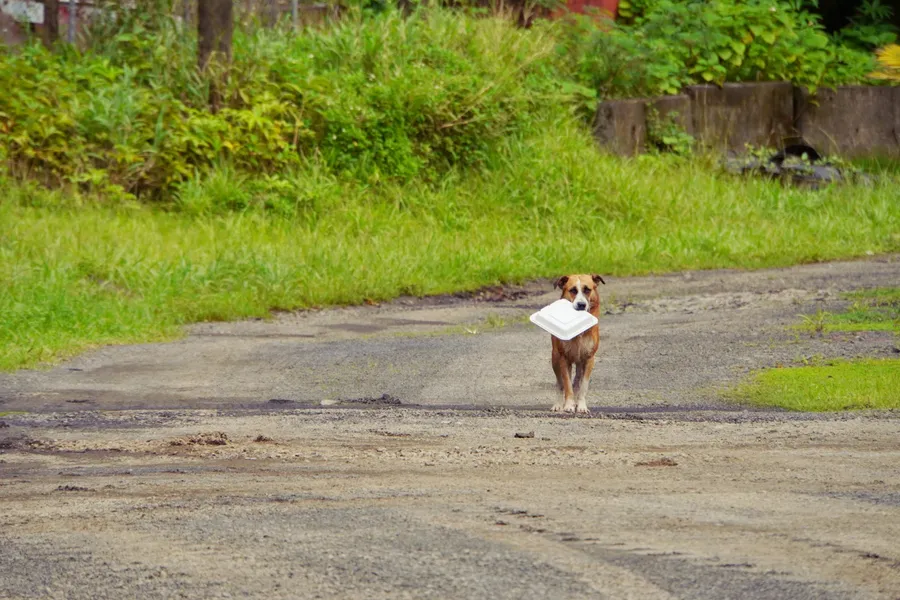 Rubbish Dog Litter CREDIT VanuatuPocketGuide.com