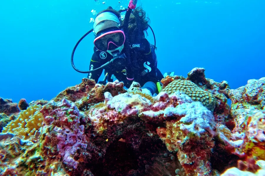 Scuba Clown Anenome Fish