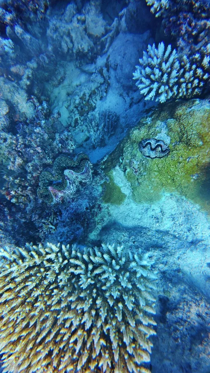 Scuba Club de Plongée de Futuna Vele (2) U CREDIT WallisandFutunaPocketGuide.com