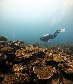 Scuba Coral CREDIT cookislandspocketguide.com