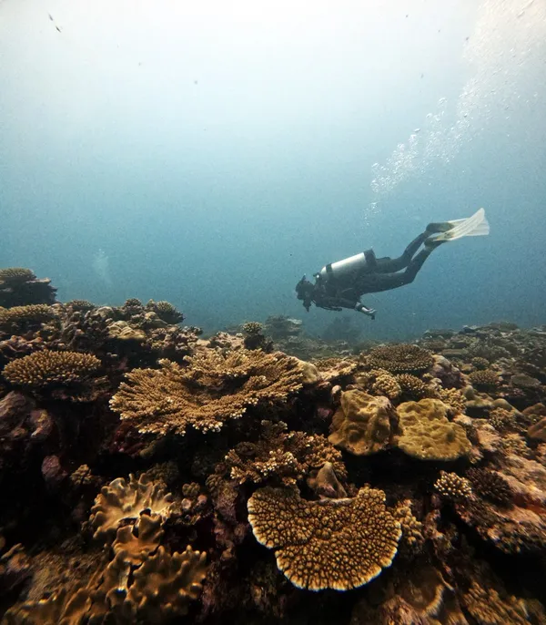 Scuba Coral CREDIT cookislandspocketguide.com