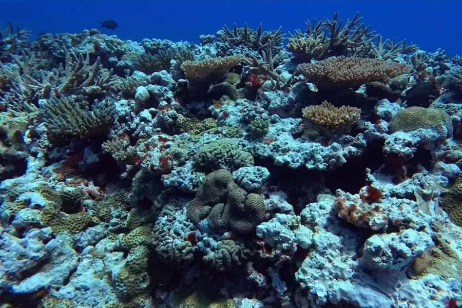 Scuba Wallis CREDIT Laurent Lemai (9)