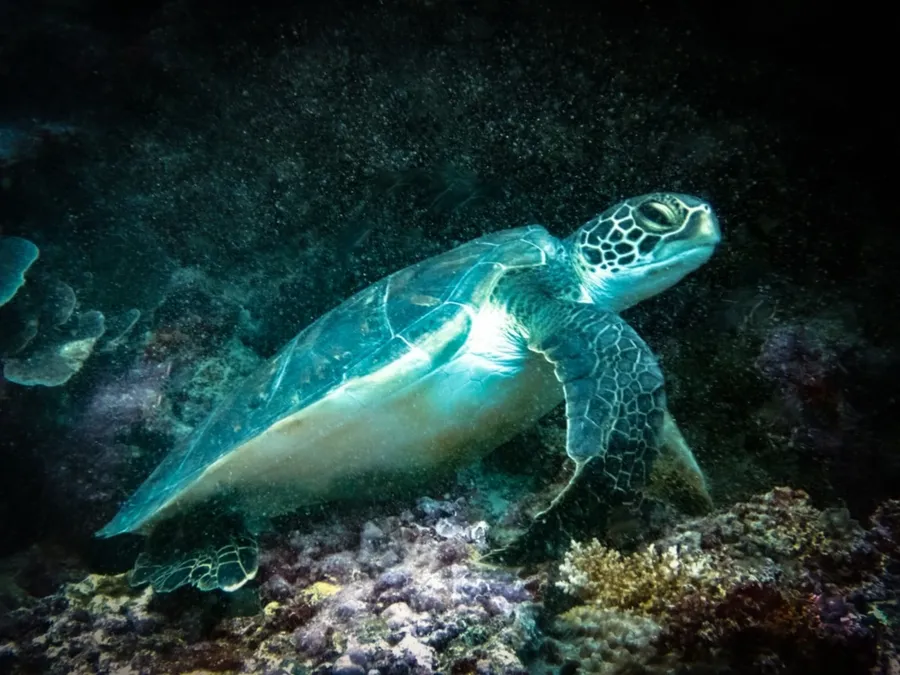 Scuba Wallis CREDIT Laurent Lemai