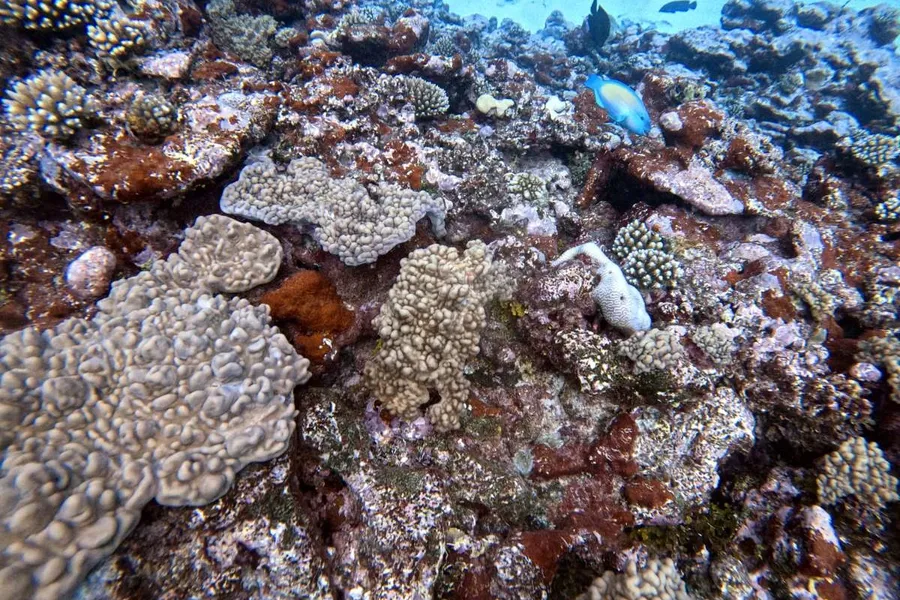 Seascape Coral Parrotfish