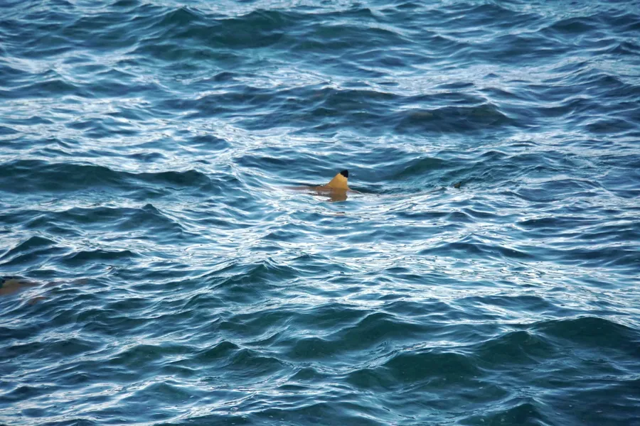 Shark Animal Wildlife 1 CREDIT AmericanSamoaPocketGuide.com