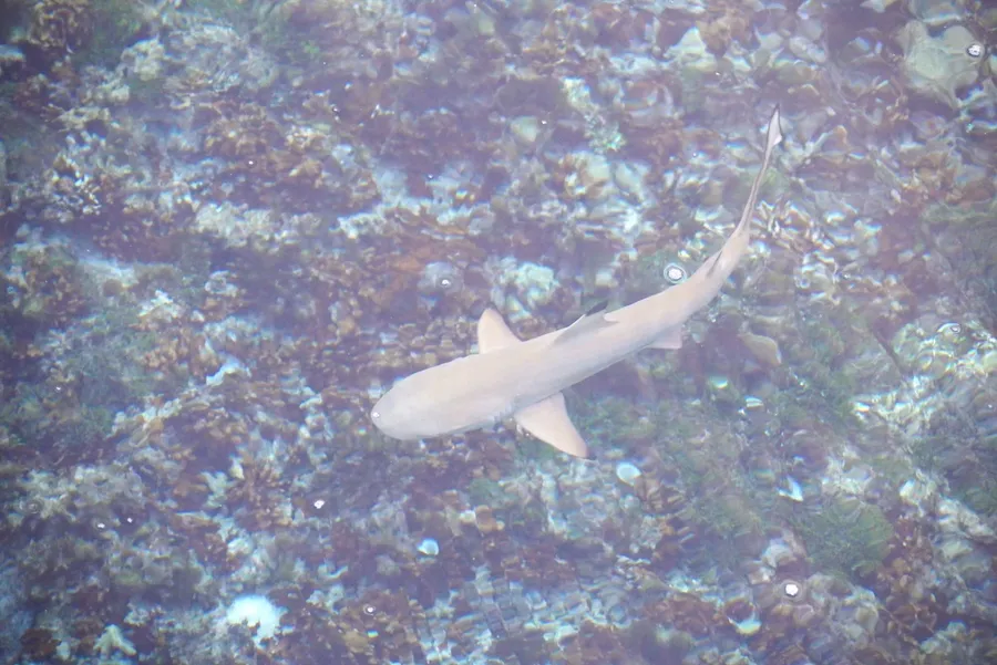 Shark Wildlife Bokanbotin IC&C CREDIT MarshallIslandsPocketGuide.com