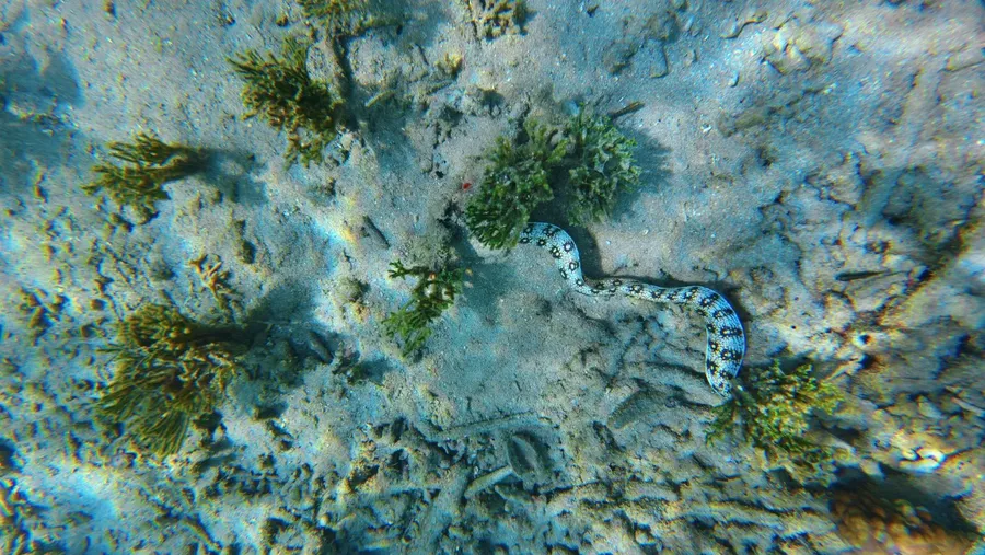 Snorkel Eel Wildlife Aore (1) U CREDIT VanuatuPocketGuide.com
