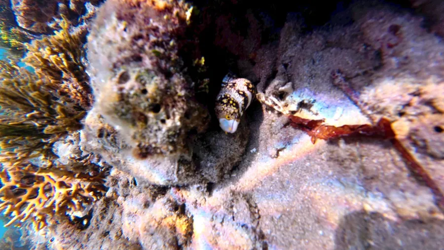 Snorkel Eel Wildlife Aore (2) SEB CREDIT VanuatuPocketGuide.com