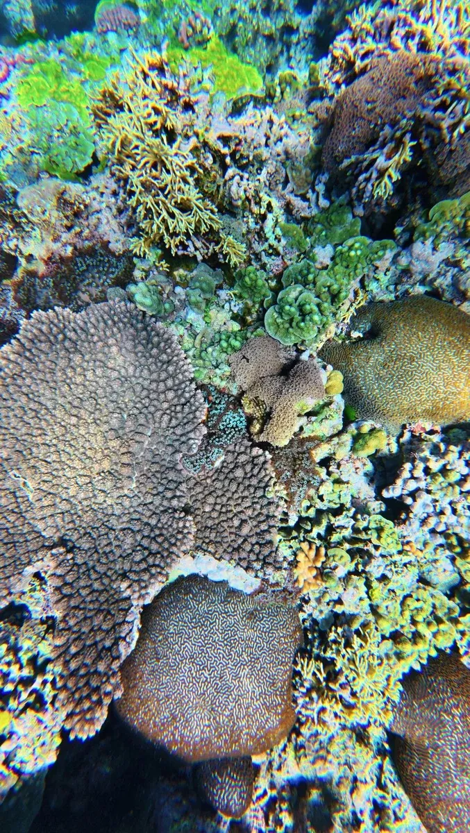 Snorkel Evergreen Resort Coral (2) U CREDIT VanuatuPocketGuide.com