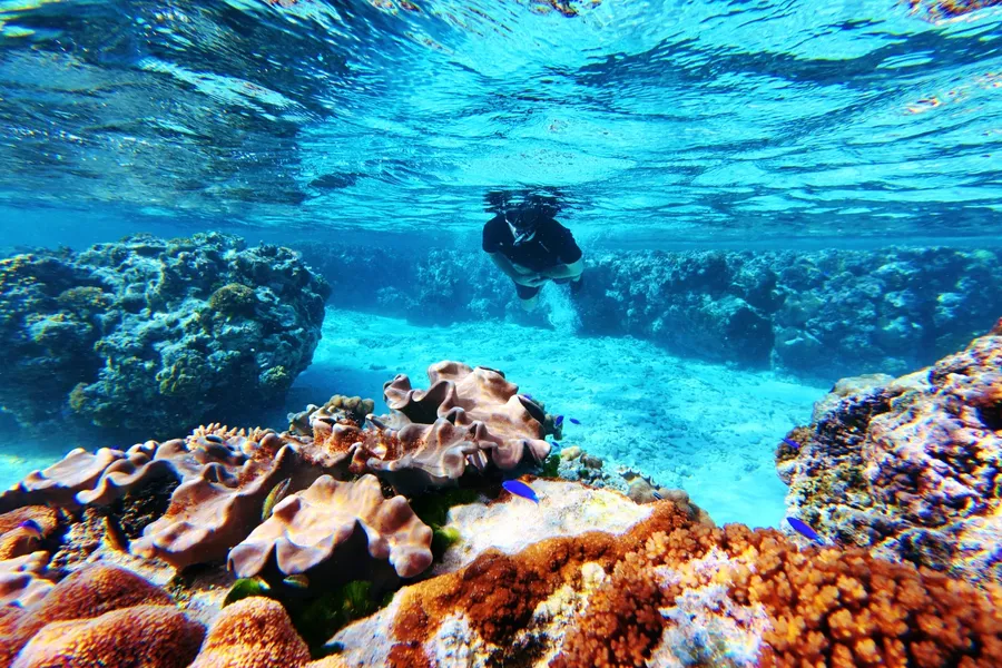 Snorkel Ofu Va'oto Coral CREDIT AmericanSamoaPocketGuide.com