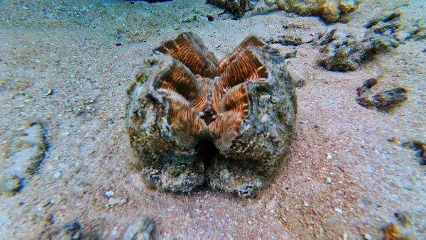 Snorkel Wildlife Bokanbokin (1) U CREDIT MarshallIslandsPocketGuide.com