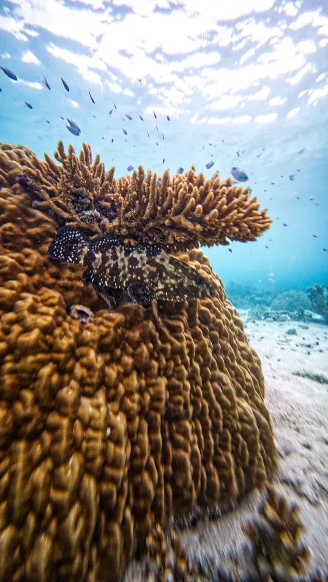 Snorkel Wildlife Bokanbokin (2) CREDIT MarshallIslandsPocketGuide.com
