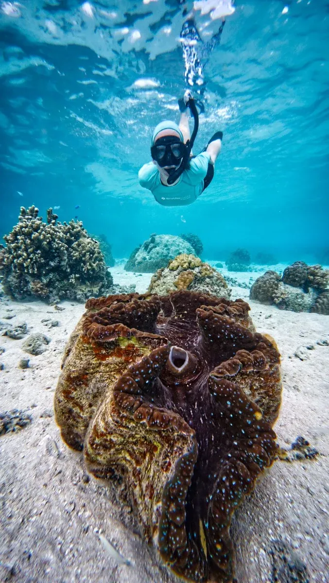 Snorkel Wildlife Bokanbokin (3) CREDIT MarshallIslandsPocketGuide.com