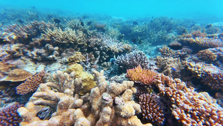 Snorkelling Alofi Coral (7) U CREDIT WallisandFutunaPocketGuide.com