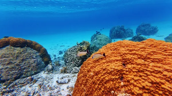Snorkelling Coral Fish Bokanbotin (2) U CREDIT MarshallIslandsPocketGuide.com
