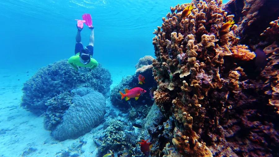Snorkelling Coral Fish Bokanbotin (3) U CREDIT MarshallIslandsPocketGuide.com