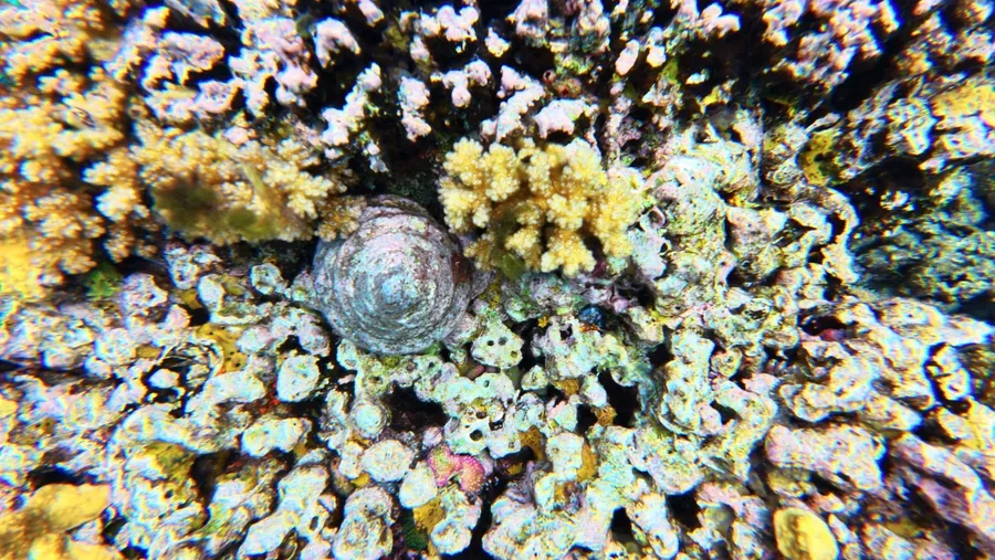 Snorkelling Coral Fish Bokanbotin (4) U CREDIT MarshallIslandsPocketGuide.com