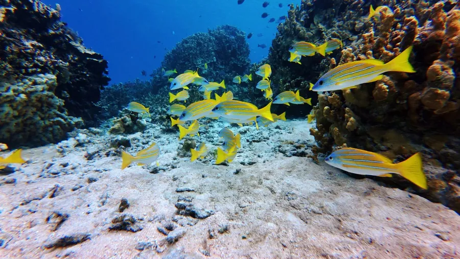 Snorkelling Coral Fish Bokanbotin (5) U CREDIT MarshallIslandsPocketGuide.com