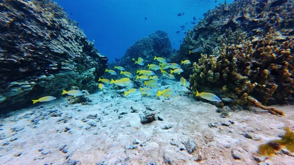 Snorkelling Coral Fish Bokanbotin (6) U CREDIT MarshallIslandsPocketGuide.com