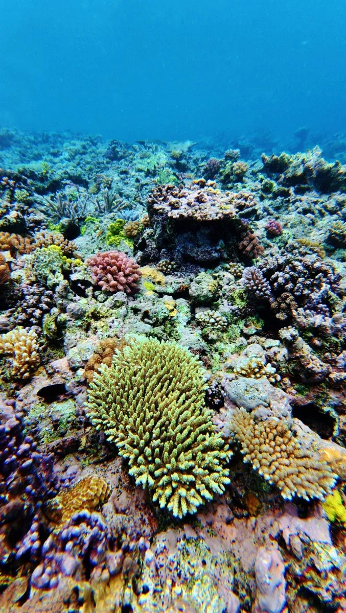 Snorkelling Coral Malog Tour (1) U CREDIT VanuatuPocketGuide.com