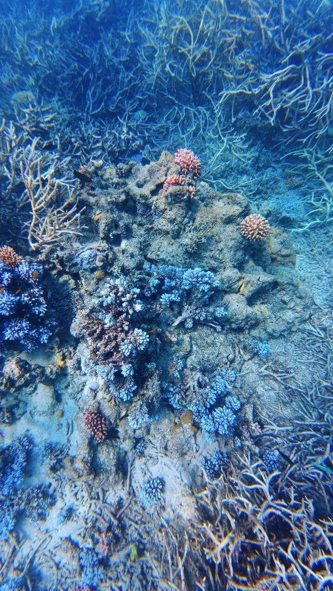 Snorkelling Coral Malog Tour (5) U CREDIT VanuatuPocketGuide.com