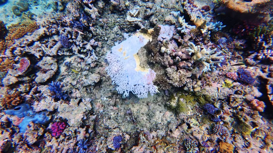 Snorkelling Coral Malog Tour (9) U CREDIT VanuatuPocketGuide.com
