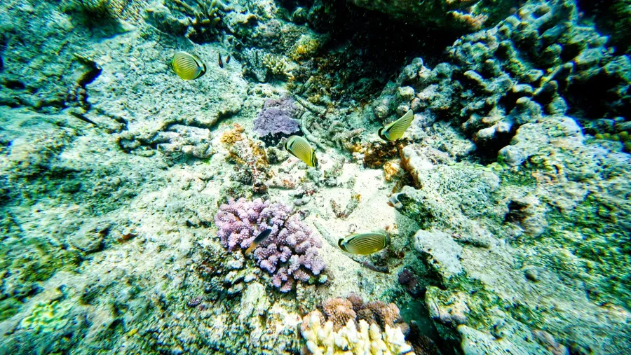 Snorkelling Coral Malog Tour Fish Wildlife CREDIT VanuatuPocketGuide.com