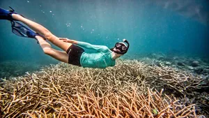 Snorkelling Coral Malog Tour Sharkskin CREDIT VanuatuPocketGuide.com