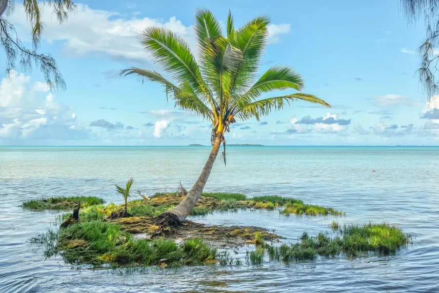 Submerged Island Landscape Palm rising sea levels Climate MUST CREDIT LINK CookIslandsPocketGuide.com