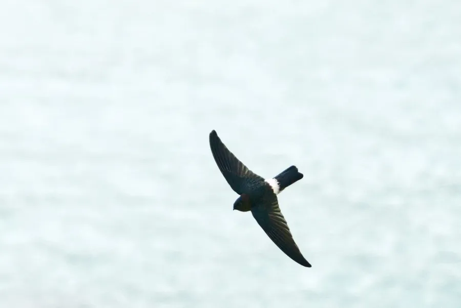 Swiftlet Wildlife Bird CREDIT VanuatuPocketGuide.com