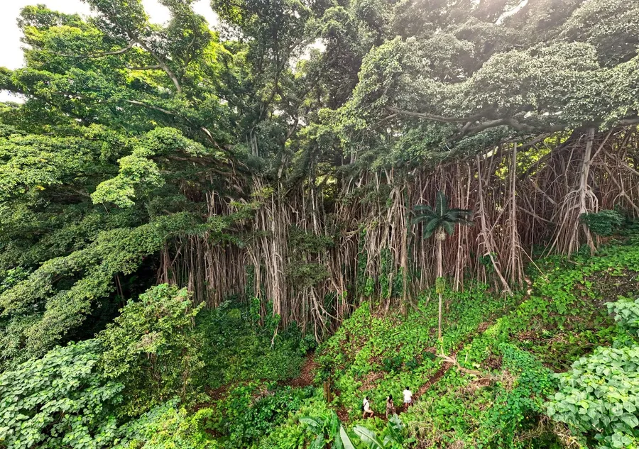 Tanna Giant Banyan Tree Landscape (1) CREDIT VanuatuPocketGuide.com